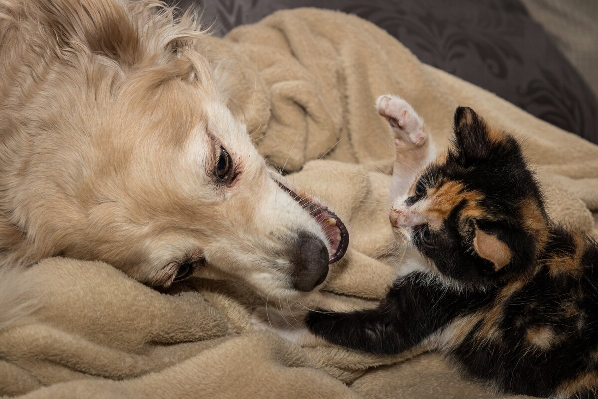 Как подружить кошку с собакой — советы зоопсихолога | Новый очаг | Дзен