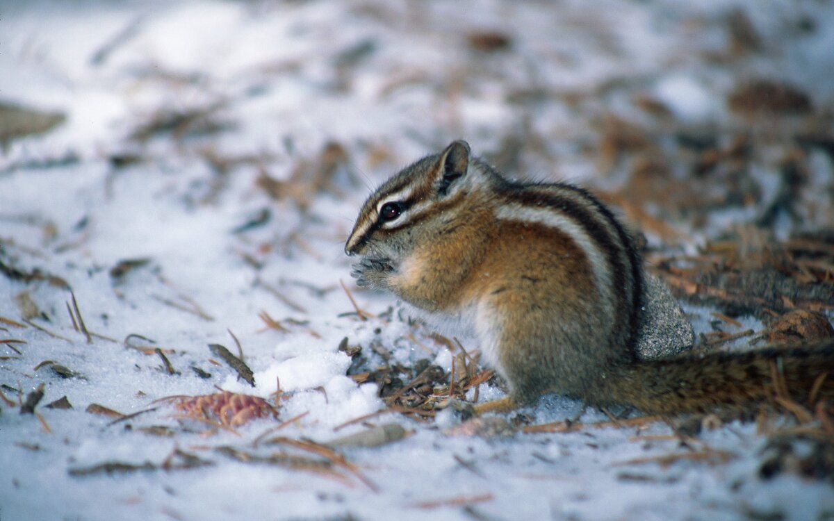 Так и знал, что синоптики врут, и мне ещё две недели спать можно было!  