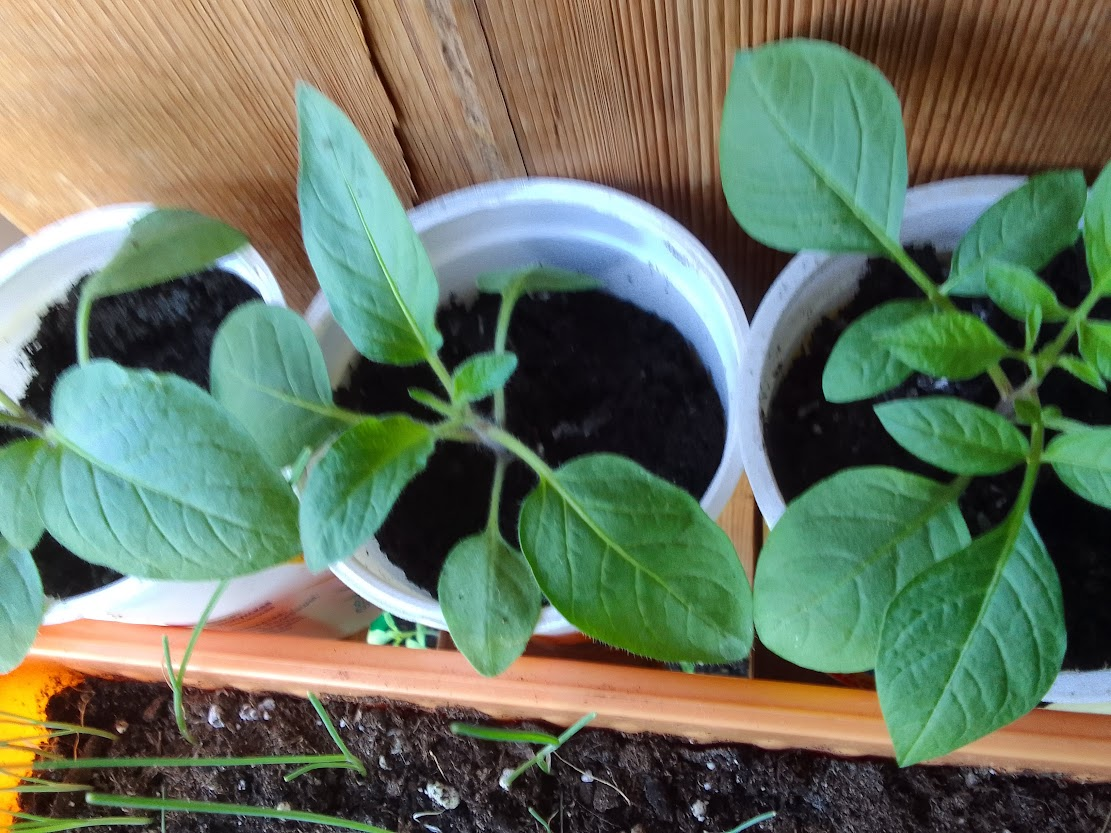 Рассада Пепино на сегодняшний день