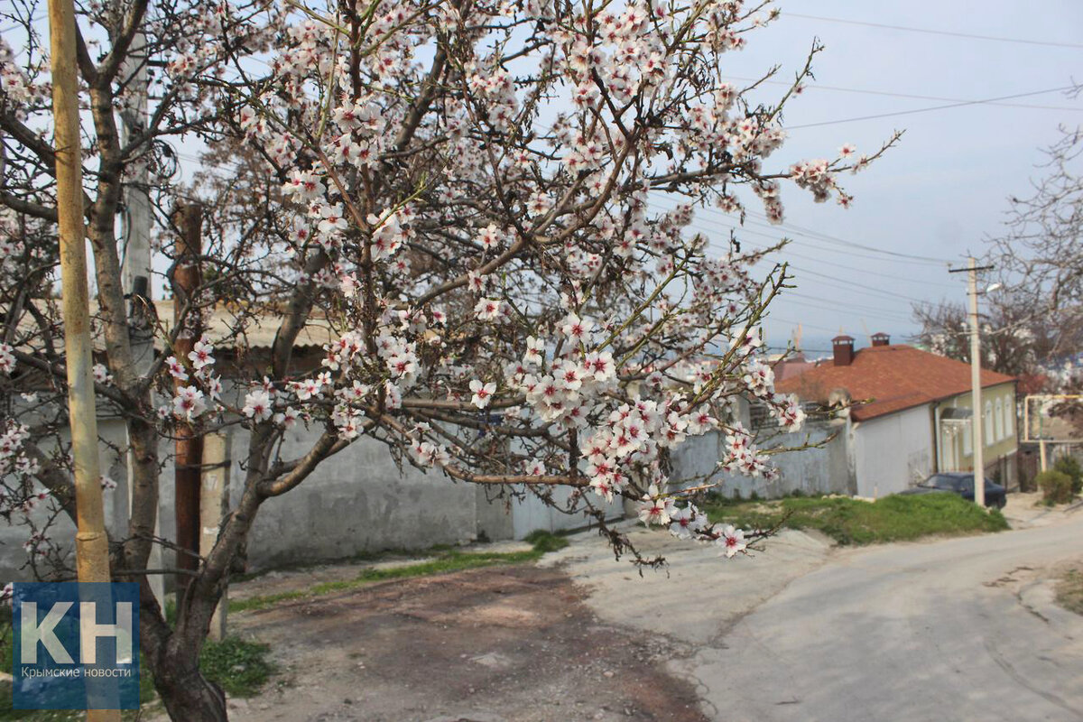Первенец весеннего цветения - миндаль