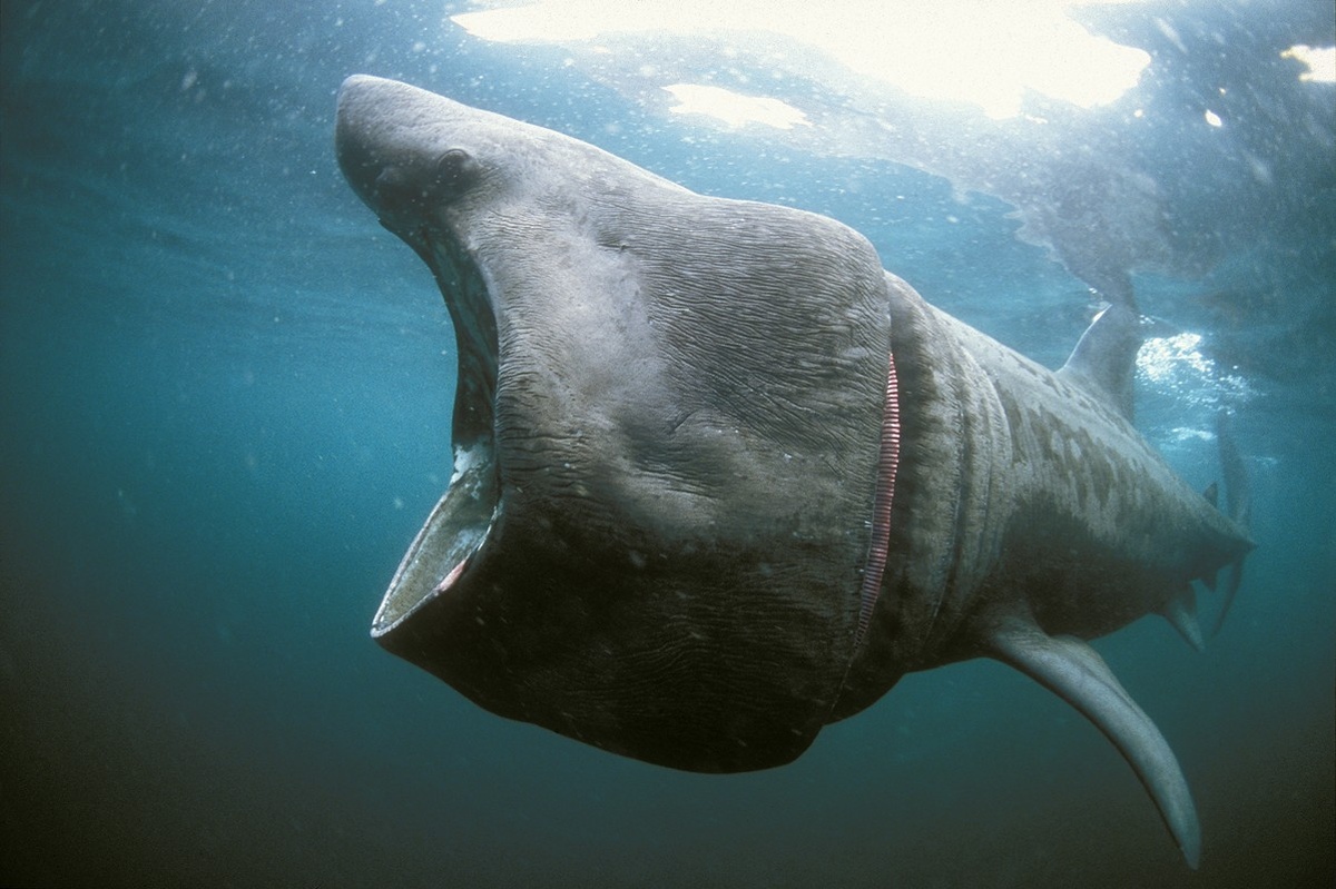 Cetorhinus maximus. Баскинг Шарк. Гигантская акула. Гигантская акула Cetorhinus Maximus.