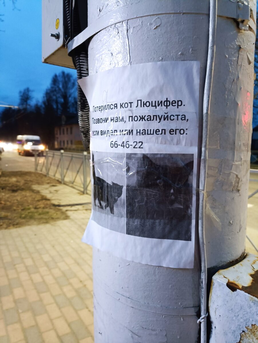    В Брянске потеряли ласкового Люцифера avchernov