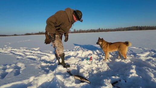 ДИКАЯ РЫБАЛКА В ЛЮТЫЙ МОРОЗ. С СОБАКОЙ НА ЛЬДУ. ПРОВЕЛИ ДЕНЬ НА РЫБАЛКЕ. ЛОВ ПЛОТВЫ. ЛОВЛЯ ОКУНЯ. РЫБАЛКА НА ЖЕРЛИЦЫ