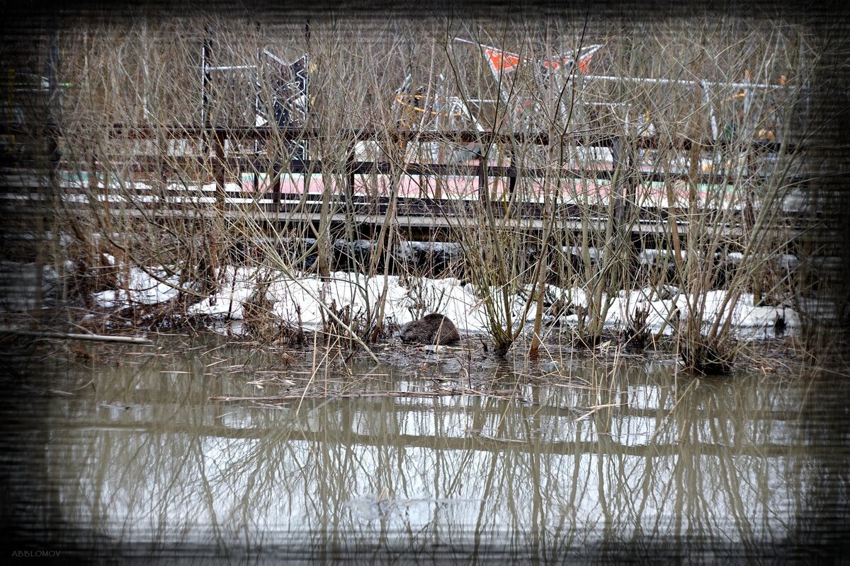 Sony Alpha A7, Oreston 1.8-50 Meyer-Optik Gorlitz