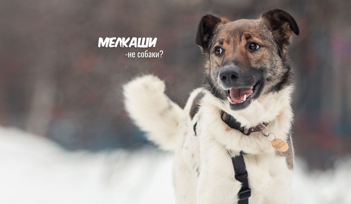 Жоззи, ищет дом