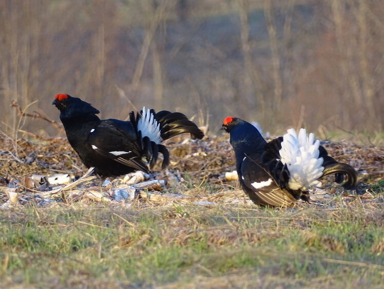     Фото Светланы Бурковской