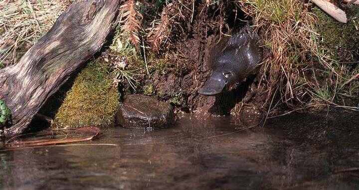 Утконос выходит и норы.