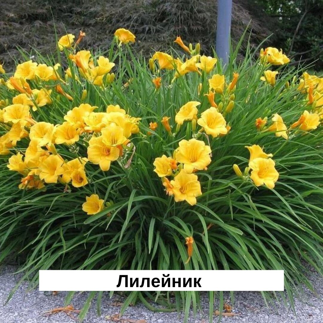лилейник стелла де оро описание