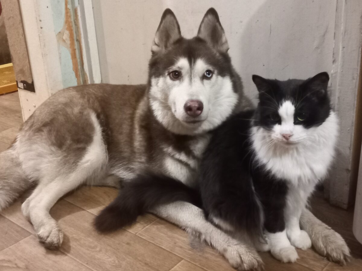 А Лаки с котиками дружит :) Фото из личного архива.