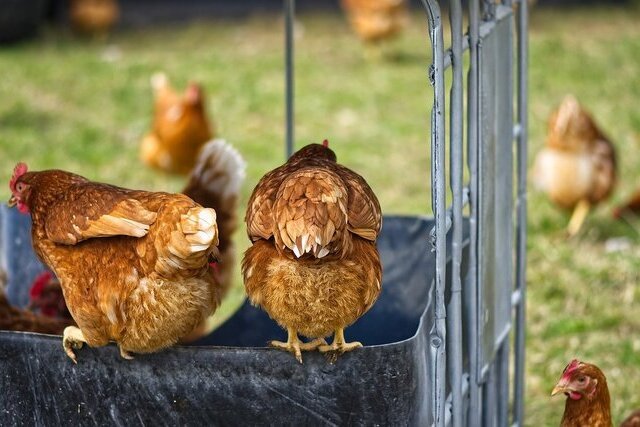 Фото: pixabay.com 