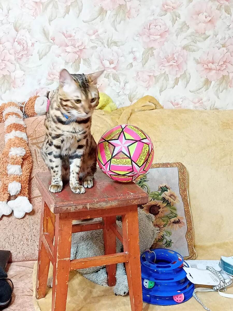 А нет, Марсель передумал