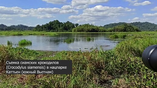 Сиамские крокодилы в нацпарке Каттьен (Вьетнам)