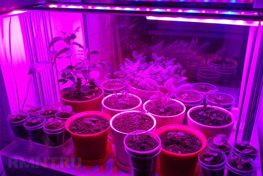 Как подсвечивать томаты. Led фитолампы для растений 3 по 2. Подсветка для рассады. Досветка рассады. Фиолетовая лампа для растений.