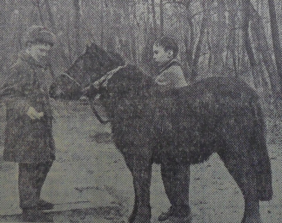    Школьники кормят гагаринского пони в Калининградском зоопарке. Архив автора