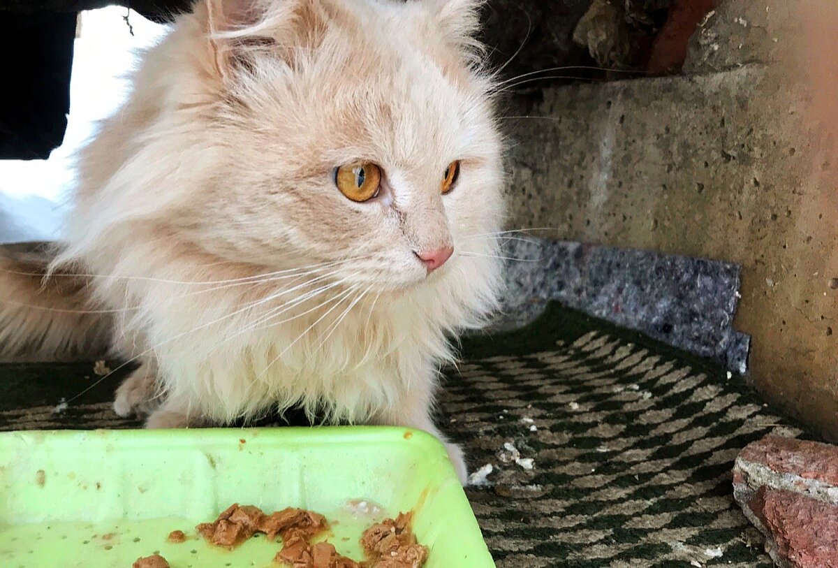 Почти год Персик прожил в теплотрассе. Для пушистого нежного котика это серьезное испытание.