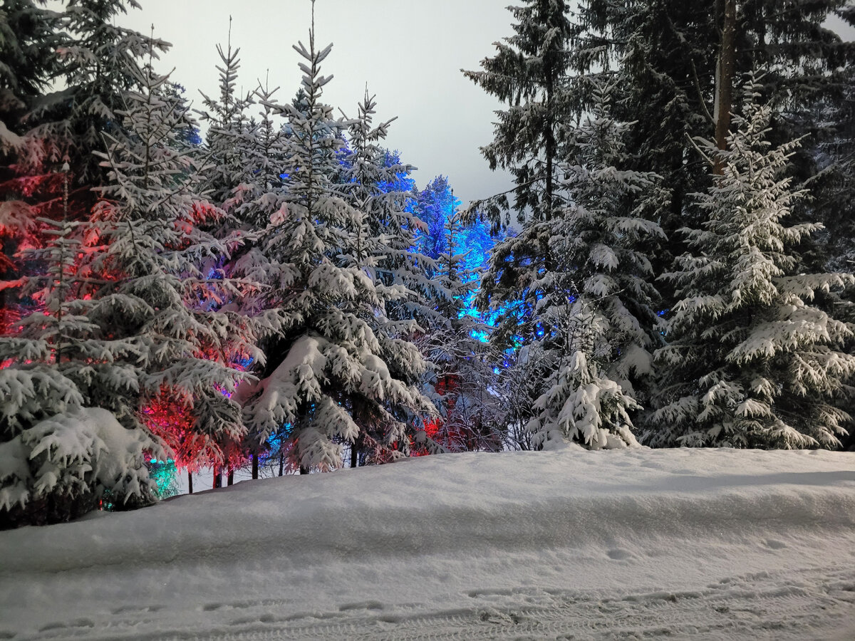 Весь лес засыпало снегом и вид стал просто завораживающий!