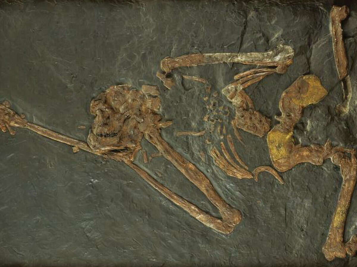 Фрагменты скелетов. Скелет мамонта. Окаменелости костей динозавров. Фрагменты скелетов. Скелет.