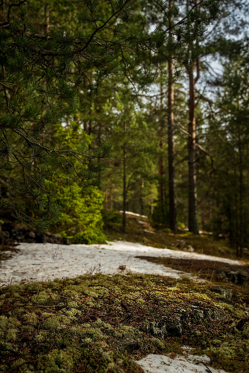 Весенний лес