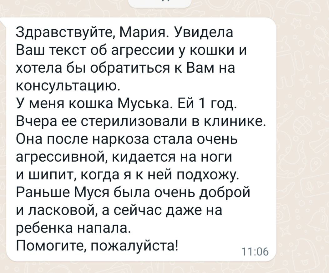 Агрессия кошки после стерилизации. Практический опыт | Рассказы о жизни  ветеринарного врача | Дзен