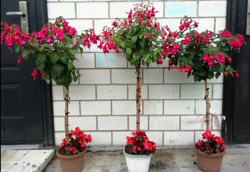 Фото из Интернета