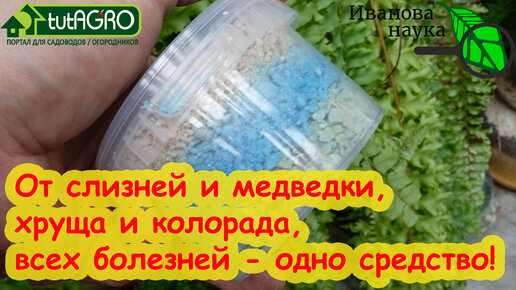 РАССАДА и УРОЖАЙ РАСТУТ САМИ ПО СЕБЕ, если хотя бы 1 раз добавить это средство! Все вредители и болезни - ПРОЧЬ СО ДВОРА!