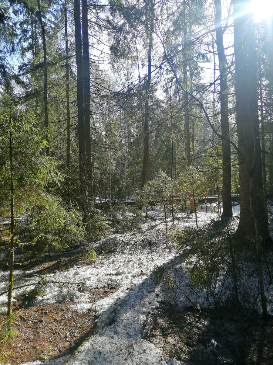 Весенние пейзажи