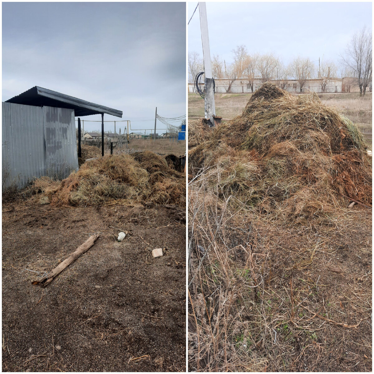 С Денисом (племянник мой) перекидали сено за двор, сегодня приедет трактор с телегой, чтобы вывести 
