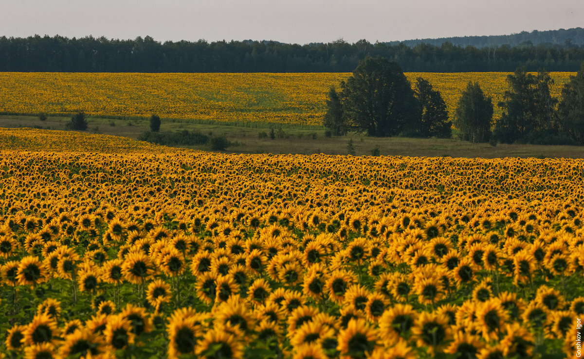 Подсолнух поле Тамбовская область. Поле подсолнухов в Тульской области. Поле подсолнухов Алтайский край. Поля Липецкой области
