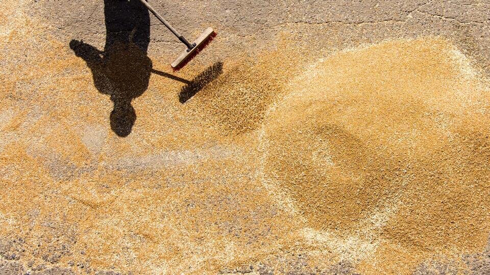     Битва за урожай: фермеры протестуют против украинского зерна в Европе Сергей Бобылев/ТАСС