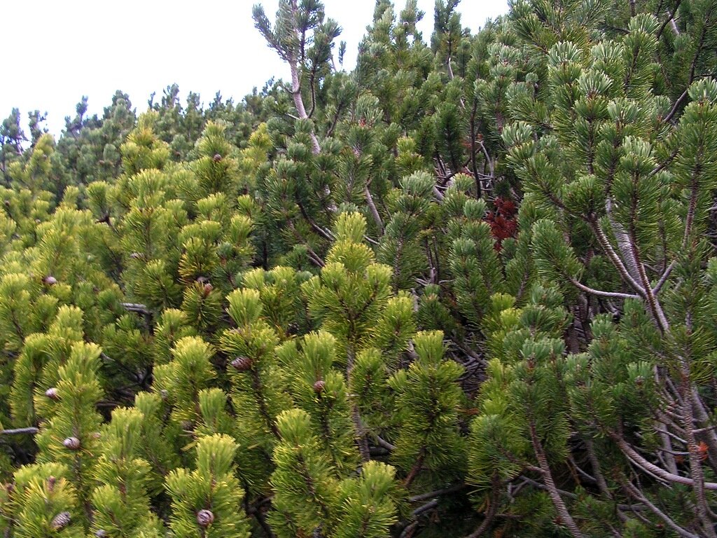 Однажды наше руководство, С.Н.Горошкевич и О.В.Хуторной, нашли зимнежелтую мутацию в горном массиве Рила на юго-западе Болгарии. Она представлена на фотографии. Справа обычная горная сосна. Это 10 октября.