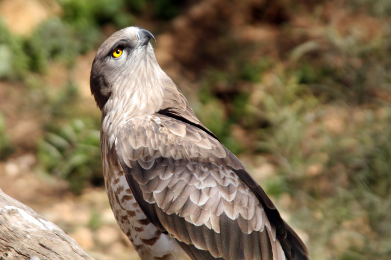- Слушай, родная, под землей от меня больше шансов спрятаться, чем на дереве