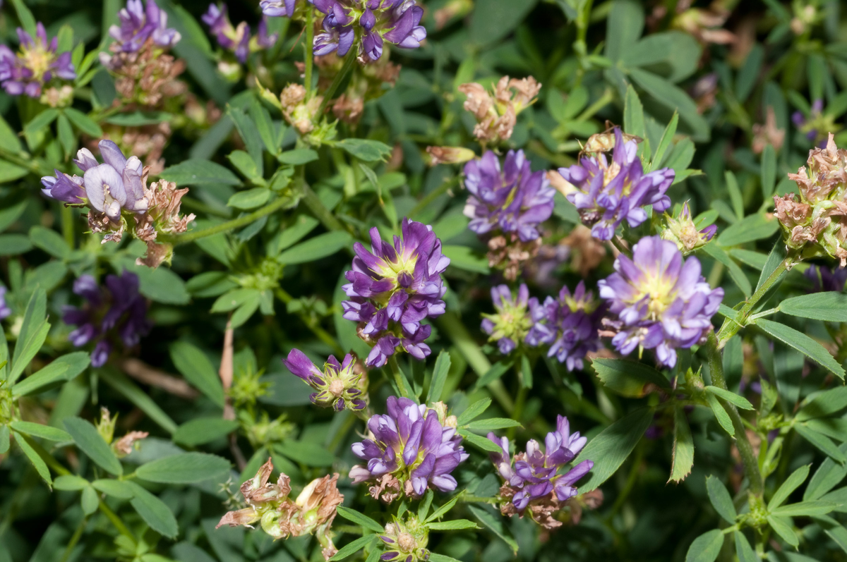 Цветение люцерны посевной