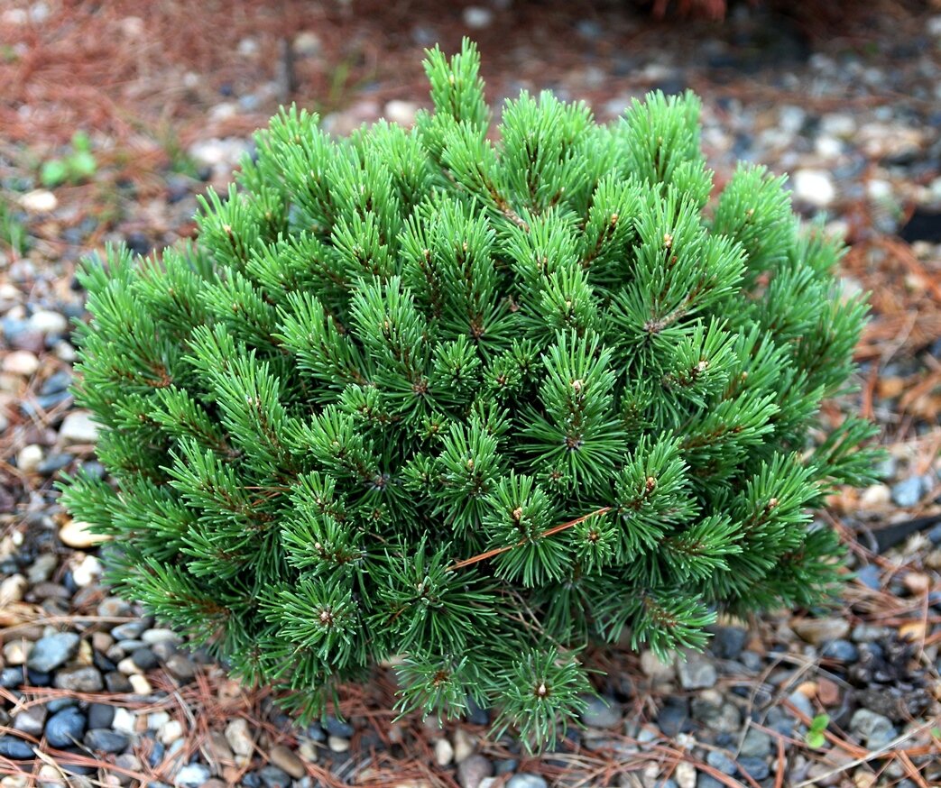 Сосна горная (Pinus mugo), карликовые сорта | Декоративные древесные  растения для Сибири | Дзен