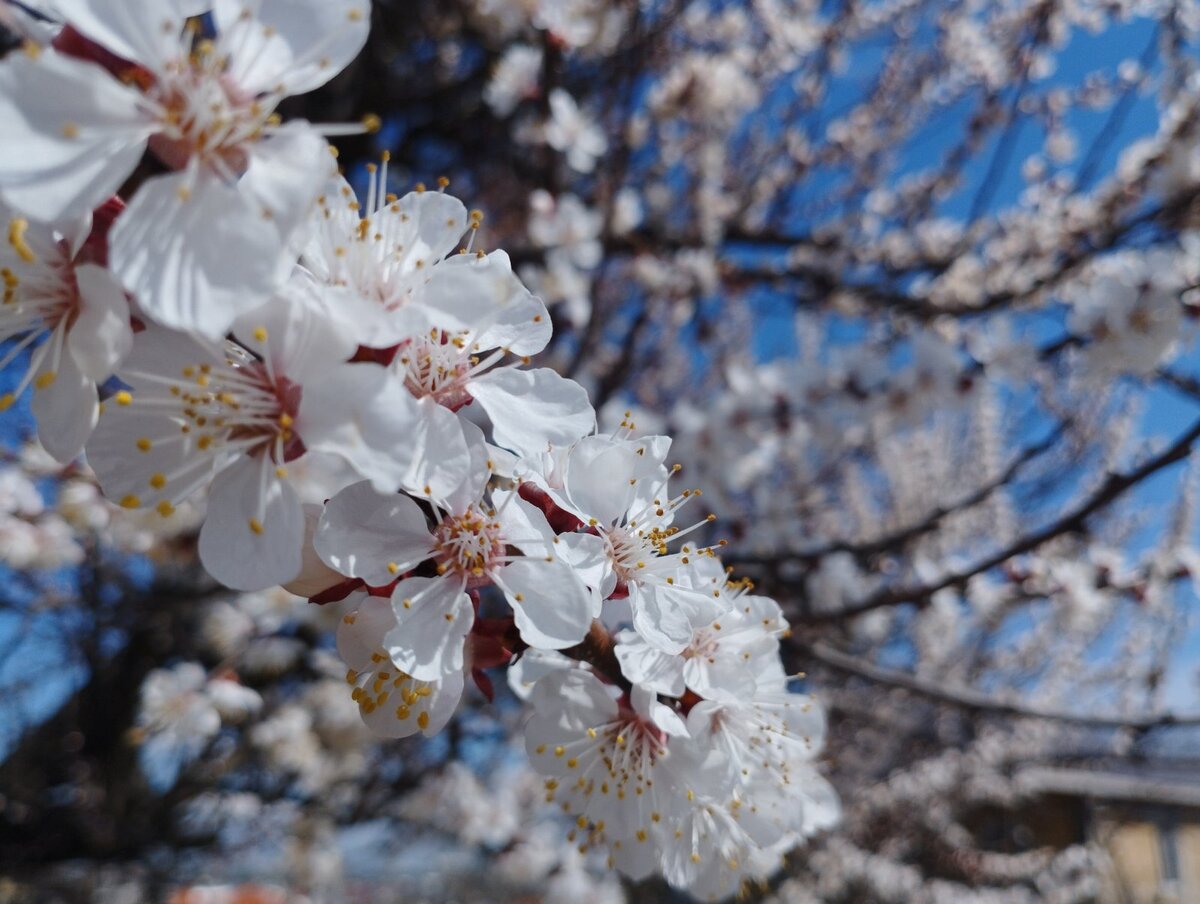 Абрикос цветет