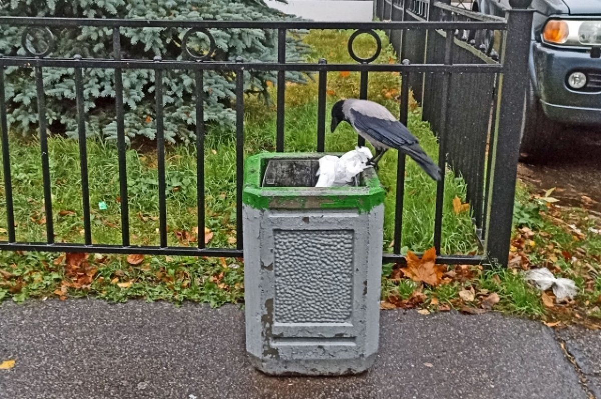    Пришла весна, мешки прилетели. Что делать с мусором?