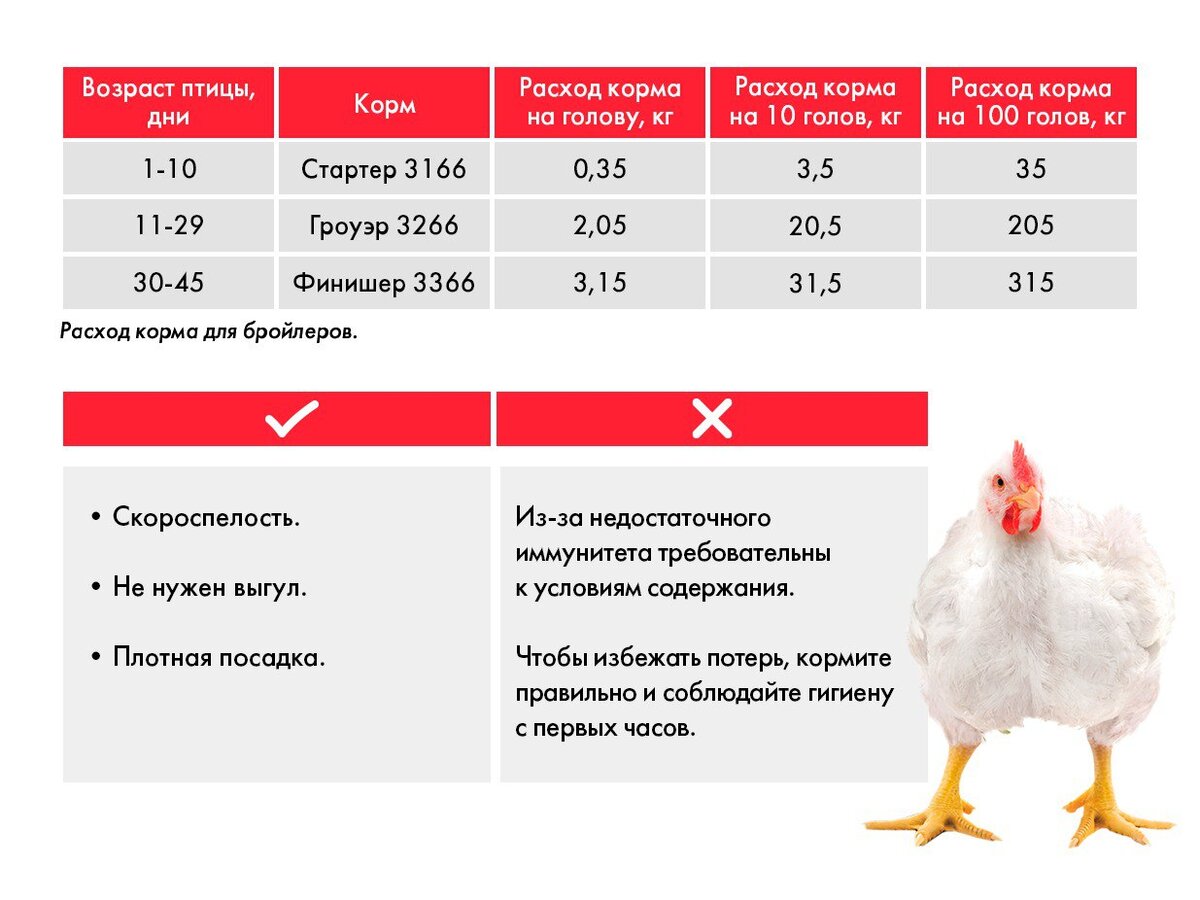 Какой птица выгодно держать. Расход комбикорма для бройлеров. Потребление корма бройлерами.