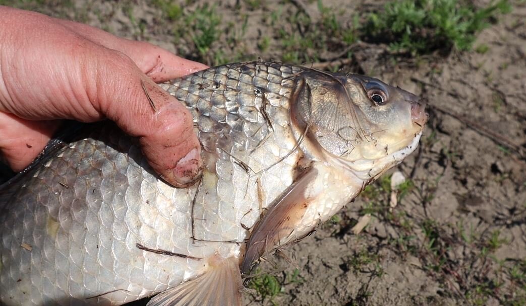 800 грамм. Попался на червя. Вторая половина апреля.