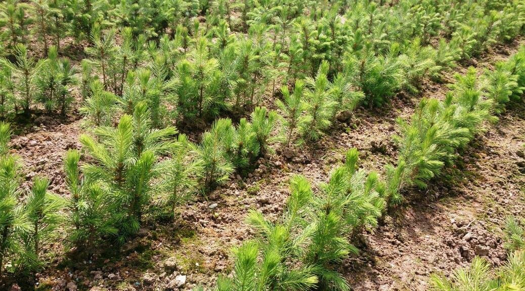 кедр сибирский питомник. пихта лесная сеянцы. кедр сибирский саженцы. сосна кедровая сибирская питомник. пихта лесная сеянцы.