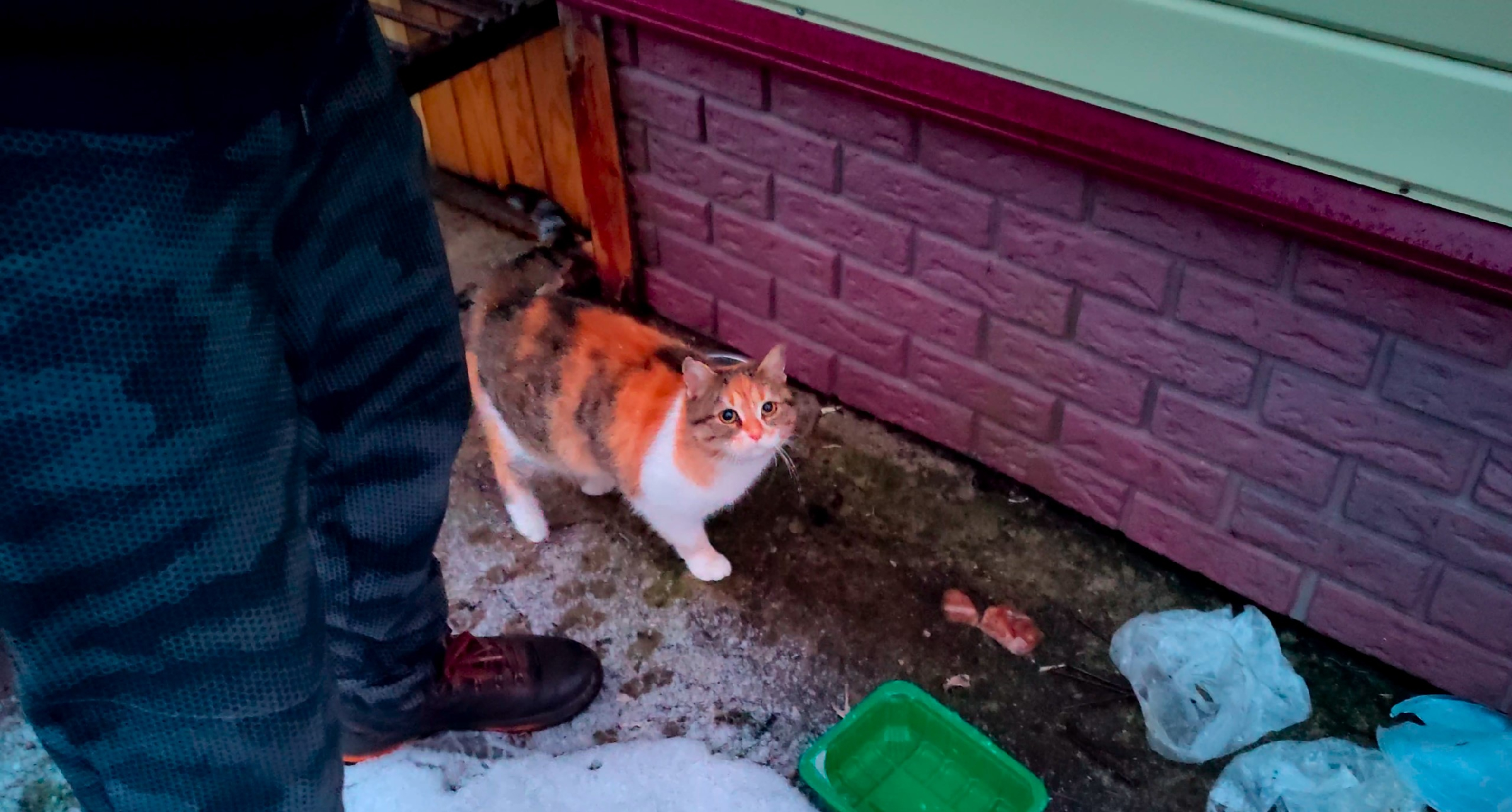 Приехали на дачу, а бездомная кошка пришла и просит есть. Накормили кошку  Вискасом даже не зайдя в дом. Кошка съела пакет корма за 3 минуты