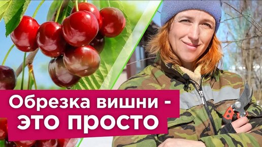 Как обрезать вишню весной? Ягоды будут огромного размера, а дерево компактным 🍒