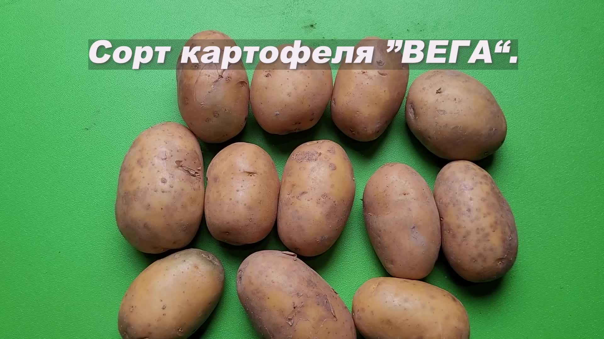 Картофель вега описание сорта характеристика урожайность