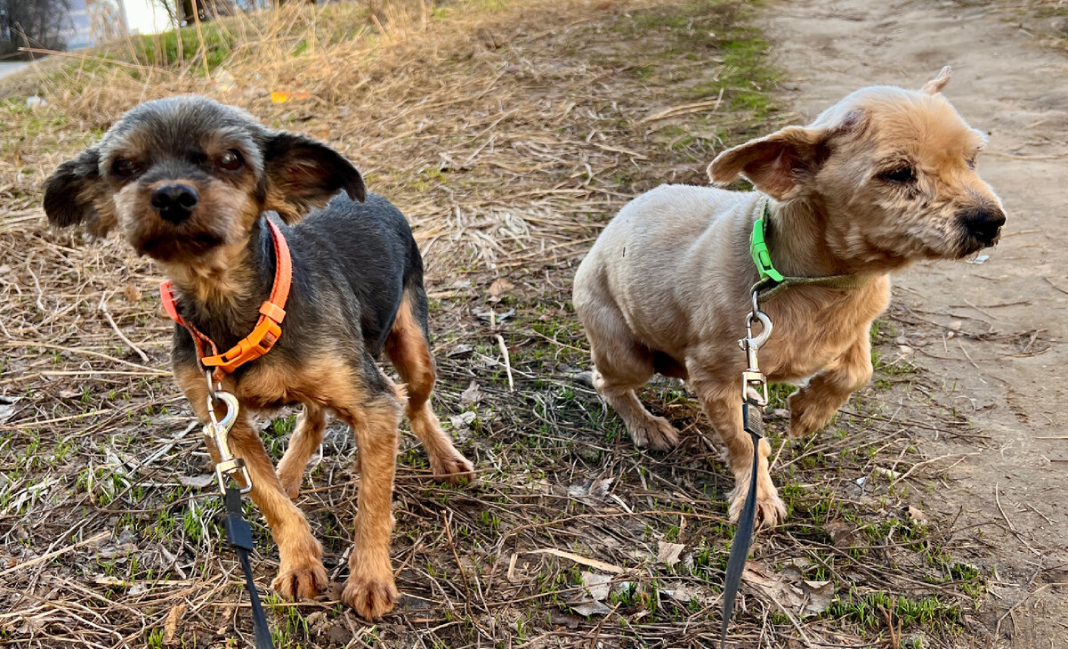 Надо ли убирать за своей собакой на улице? | Интересно и полезно | Дзен