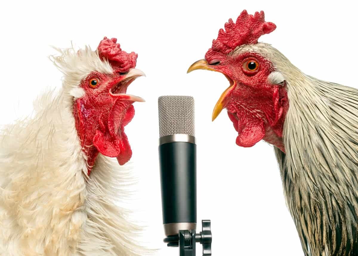 Может петух назвать себя птицей. Курица с микрофоном. Петух поет в микрофон. Курица поет. Петух кричащий.
