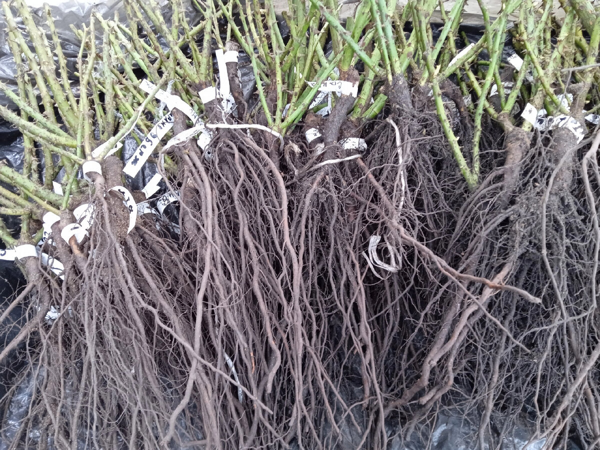 Так выглядят мои, по настоящему хорошие саженцы 