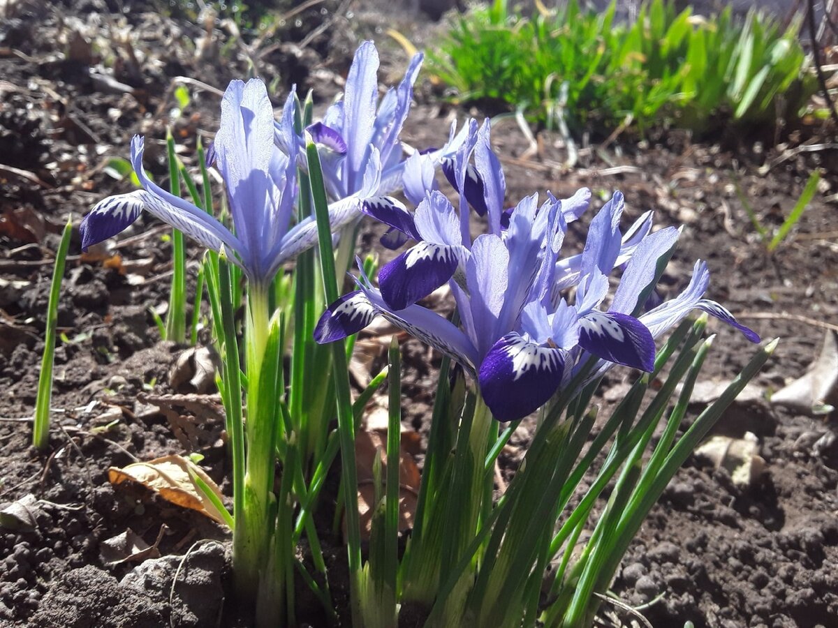 Ирис сетчатый, сорт Harmony