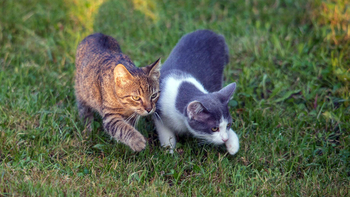 источник фото: krasivosti.pro