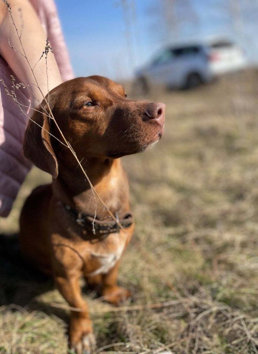 Чарли на солнце жмурится довольный))