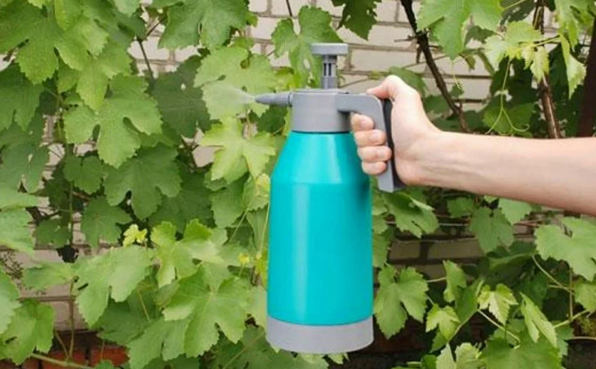 Фотография взята из источника delanadache.ru