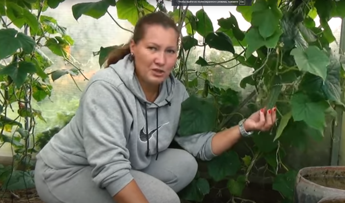 сеем ранние огурцы
