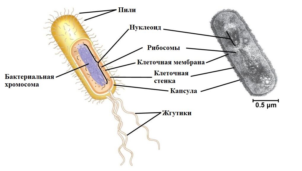 Тест строение бактерий